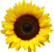 sunflower-small-logo